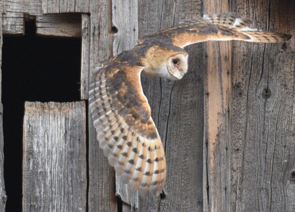 猫头鹰飞在鹰和农业